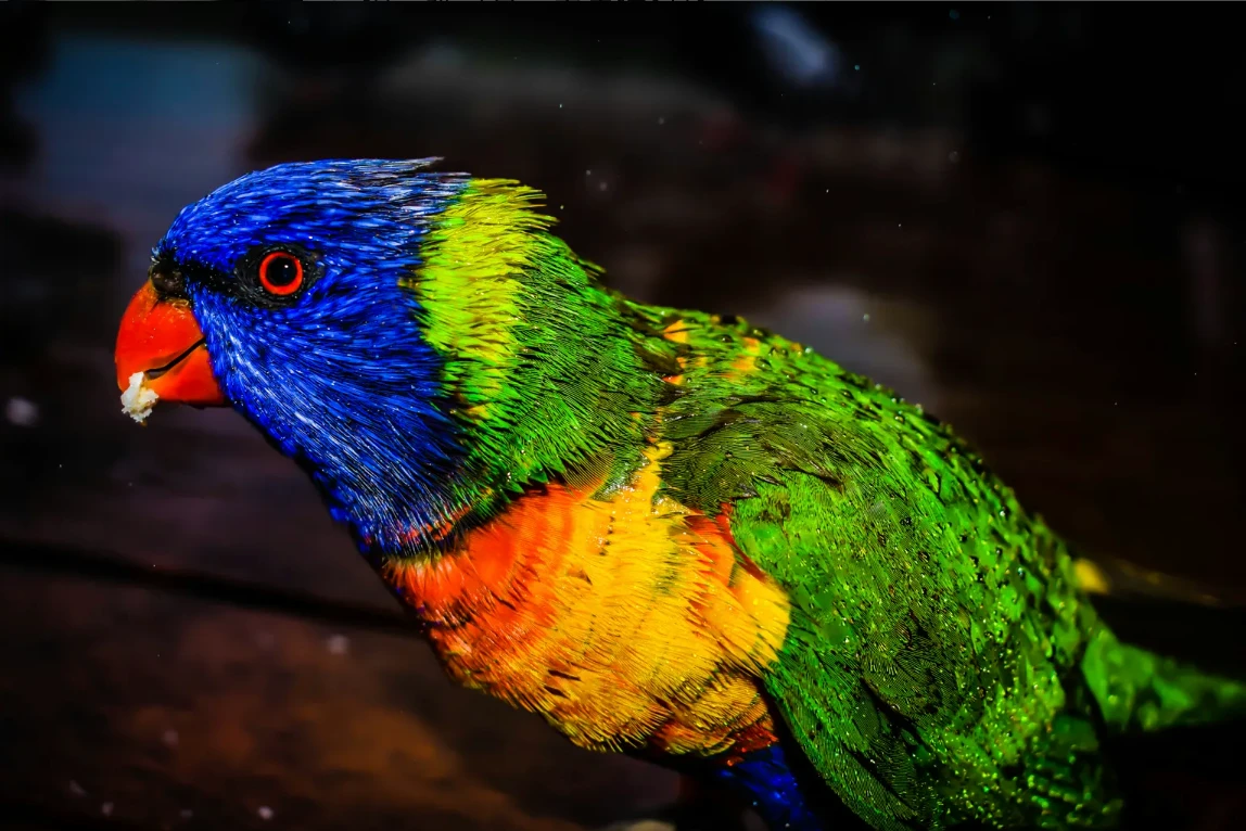 alibaba/wan-2.7/image-edit-pro: Color-match the skirt in Figure 1 according to the colors of the bird in Figure 2, full of artistic sense, kee